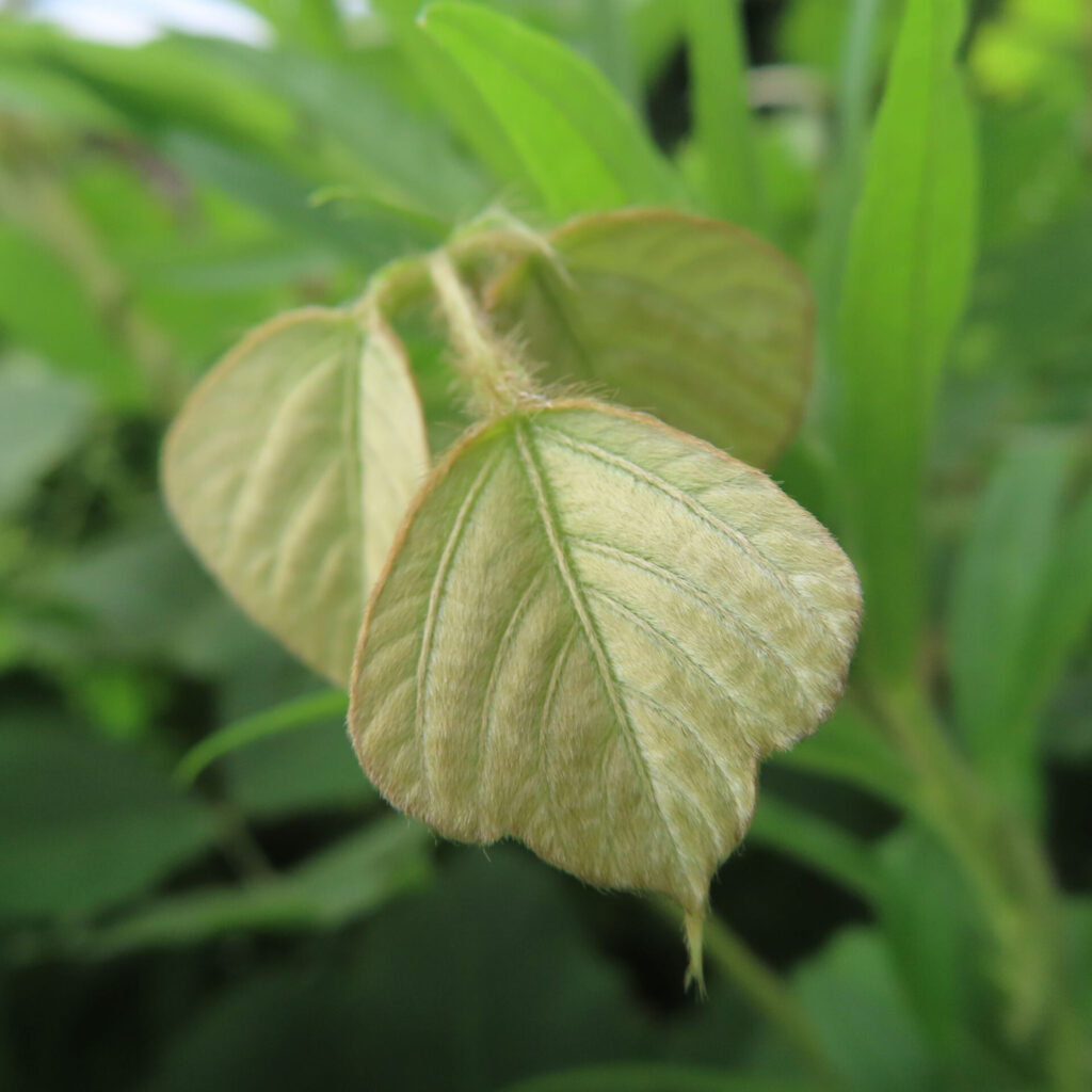 クズの若葉の接写写真｜産毛に覆われた淡い緑色の新芽が伸びる様子