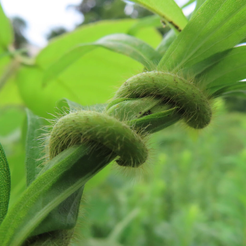 クズのつるの接写写真｜毛に覆われた若いつるが茎に巻きつく様子