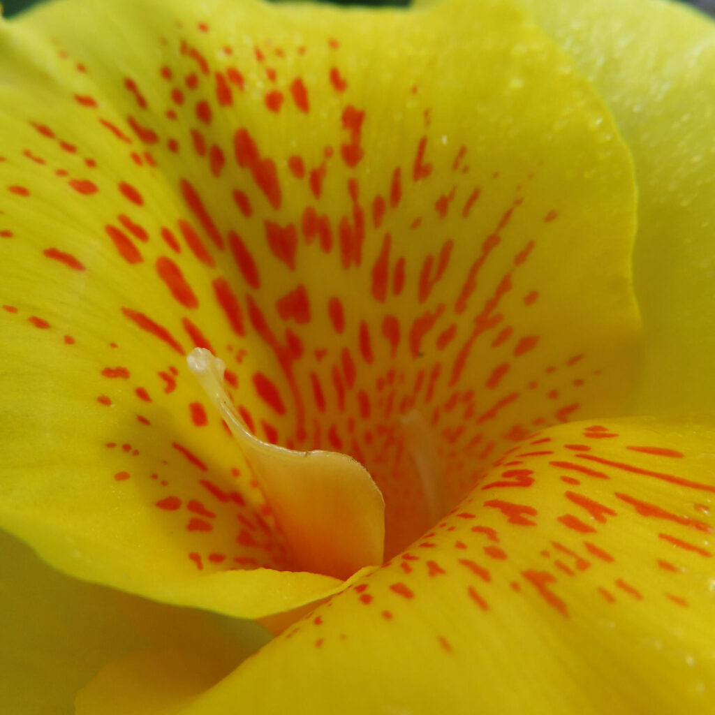 カンナの黄色い花のクローズアップ写真、赤い斑点模様が鮮やかに映える夏の花