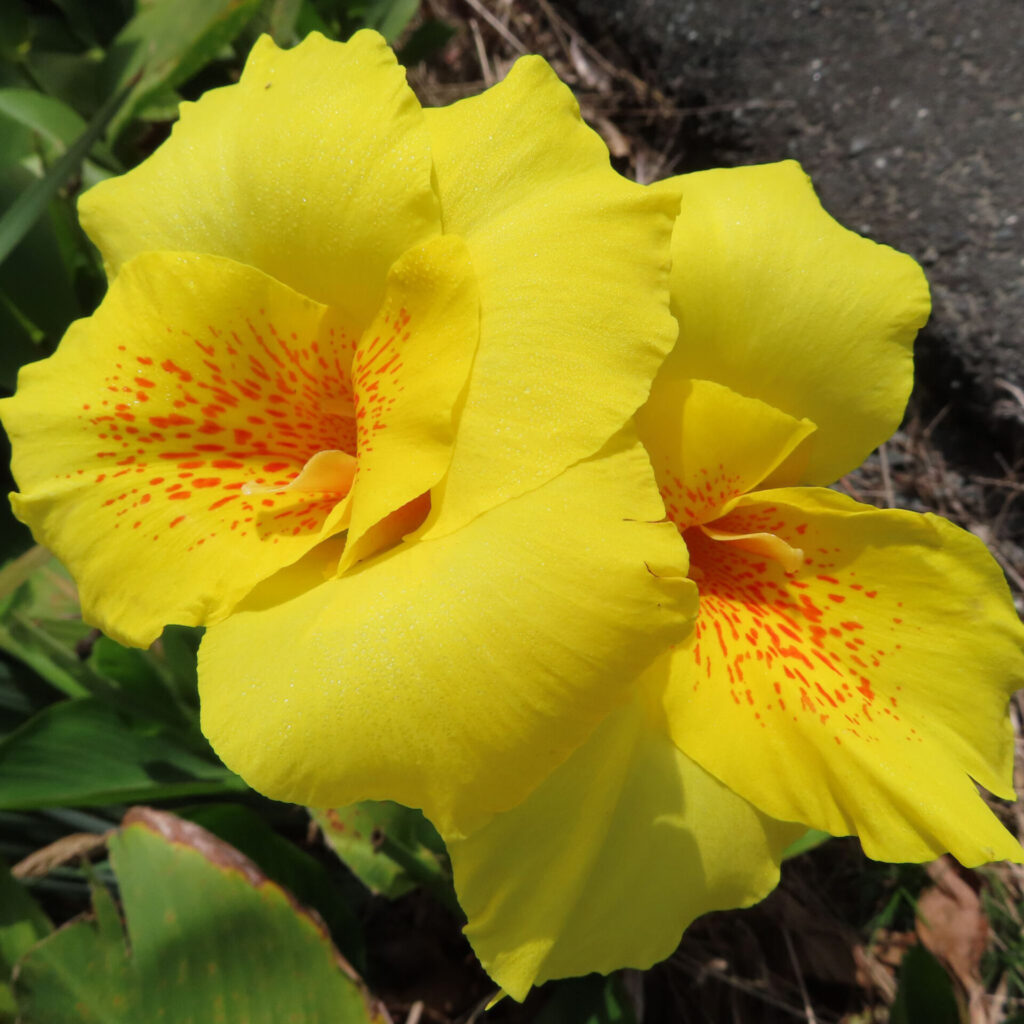鮮やかな黄色いカンナの花が2輪並んで咲いている写真、花弁に赤い斑点模様が美しく映える夏の花