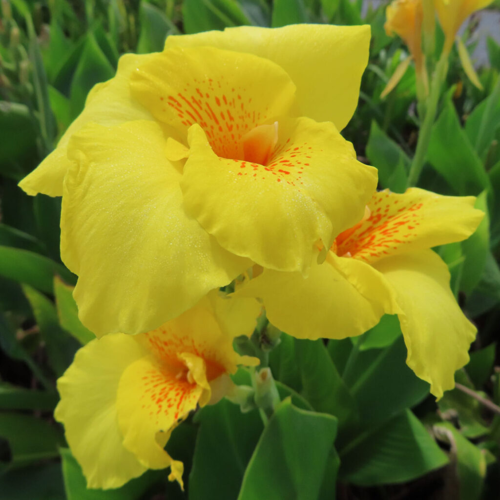 鮮やかな黄色いカンナの花が群生して咲く写真、赤い斑点模様が映える大きな花弁