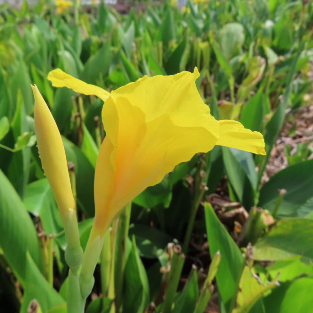 黄色いカンナの花がつぼみと並んで咲いている写真、背景に緑の葉が広がる夏の風景