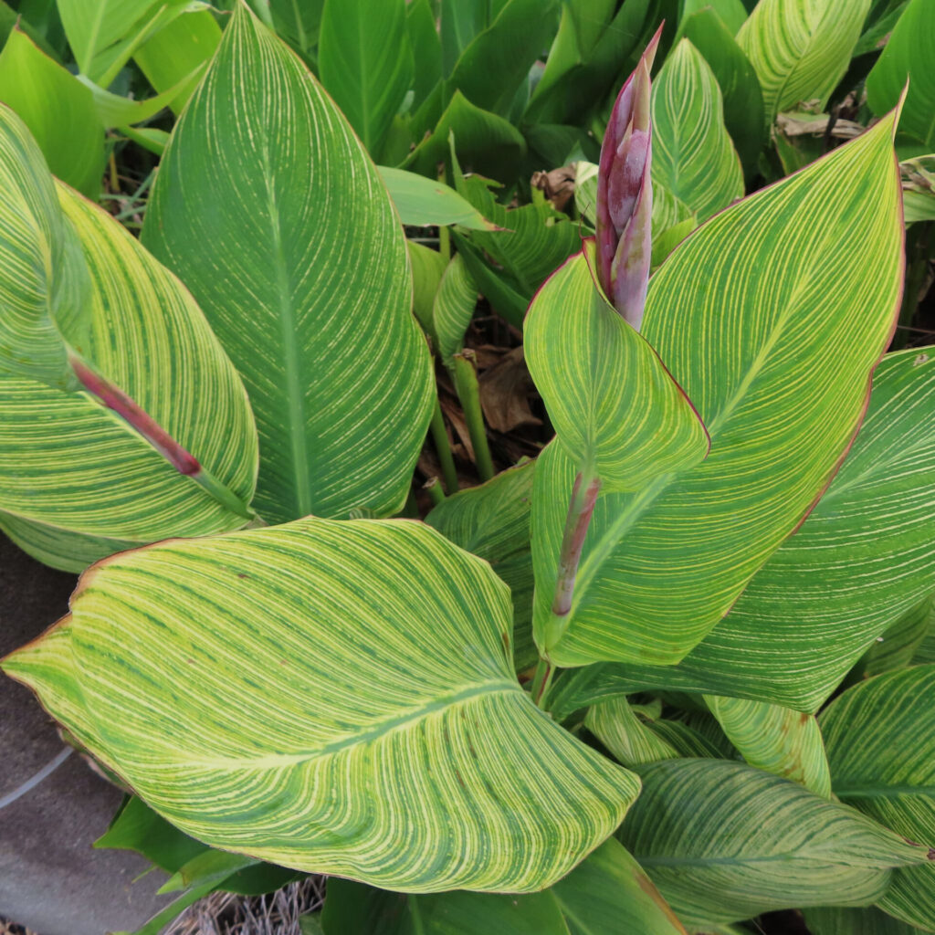 カンナの緑の葉と赤みを帯びたつぼみの写真、黄色い縞模様が美しく入った葉のクローズアップ