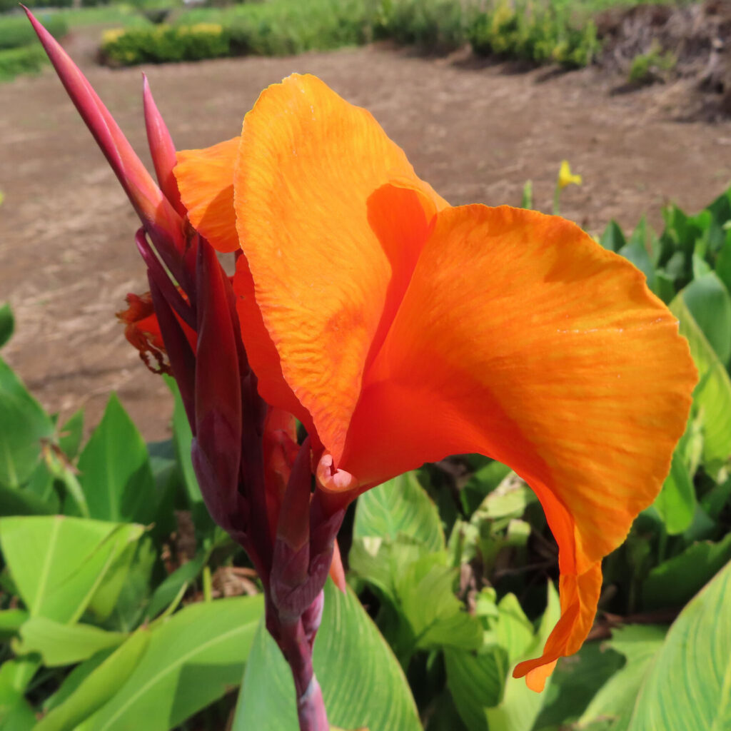 鮮やかなオレンジ色のカンナの花が咲く写真、緑の葉を背景に夏の陽光を浴びる花姿