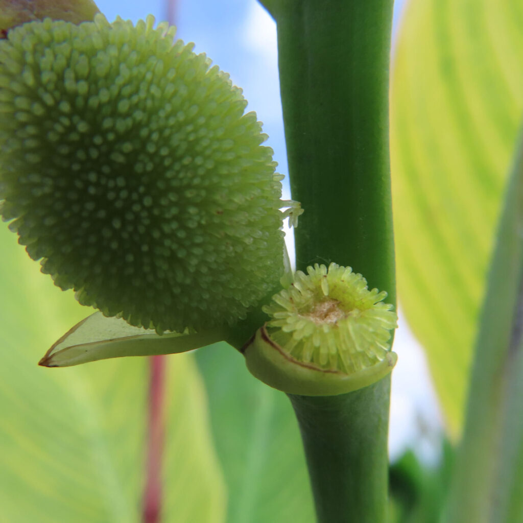 カンナの緑色の実と未成熟な果実を接写した写真