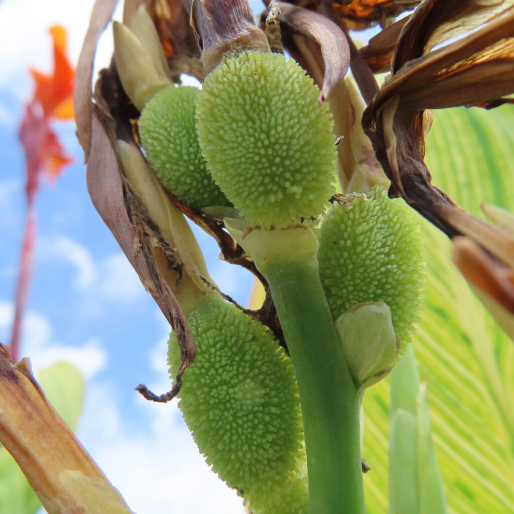 青空を背景にしたカンナの緑色のトゲ状の果実と枯れた苞葉