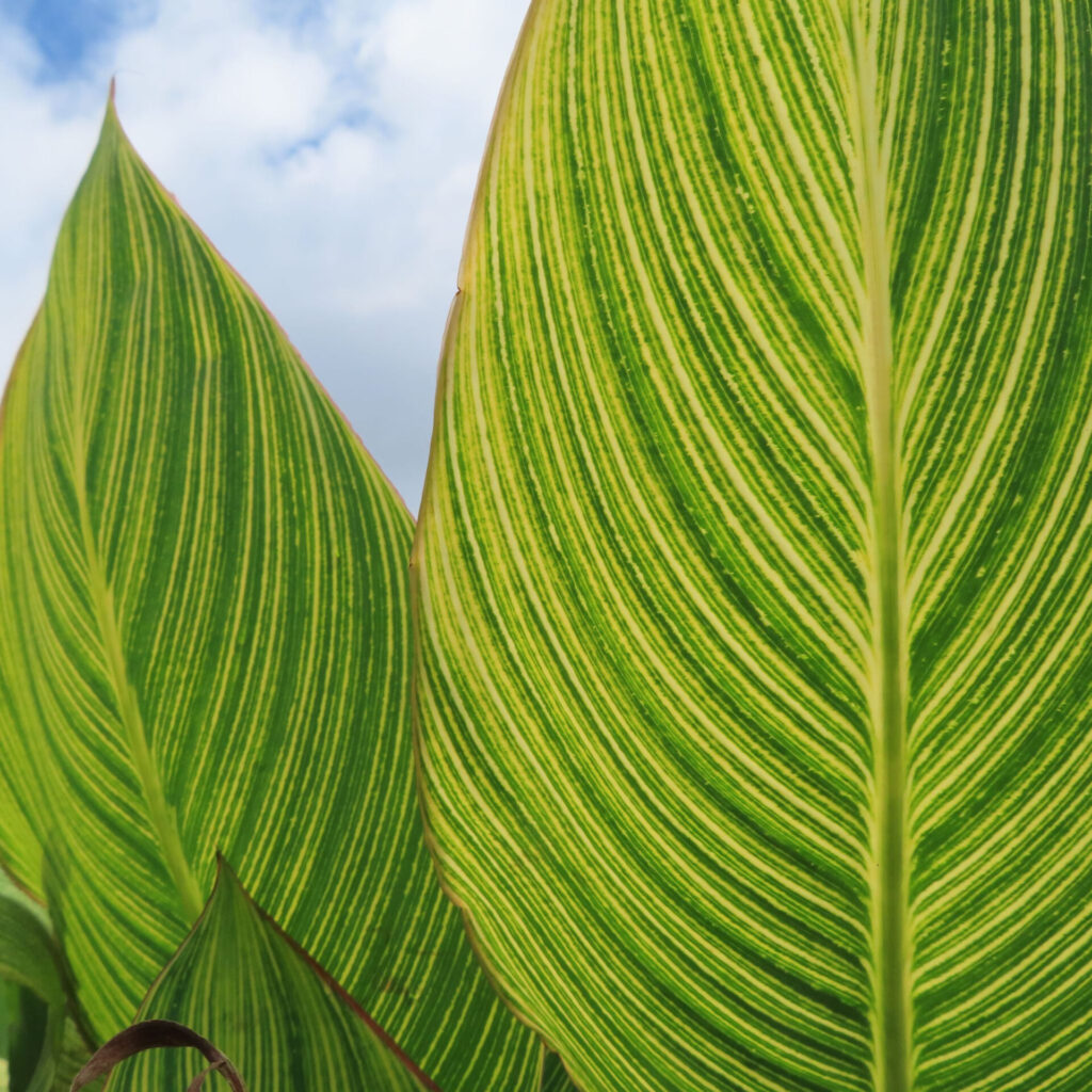 カンナの大きな緑と黄色の縞模様の葉を接写した写真、青空を背景にした植物の美しい葉脈