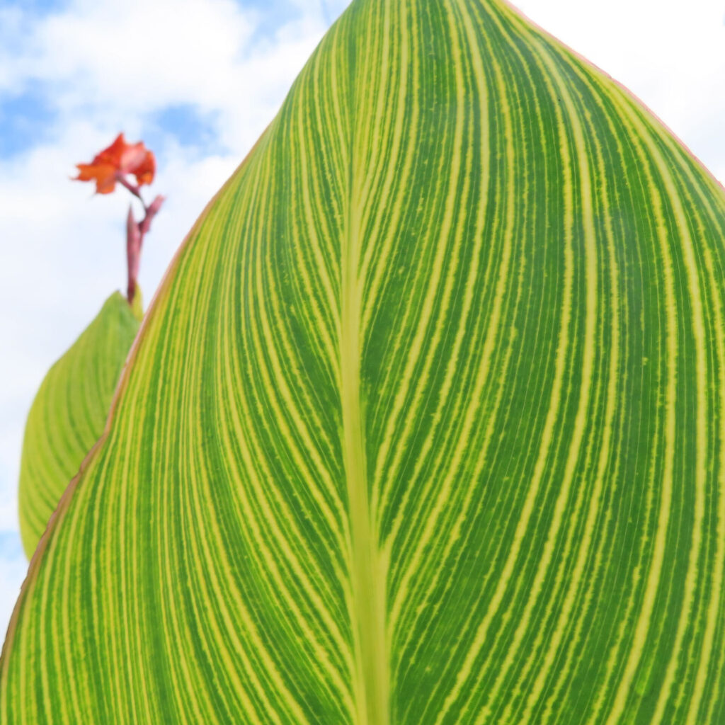 青空を背景に縞模様の美しいカンナの大きな緑色の葉と奥に咲く赤い花
