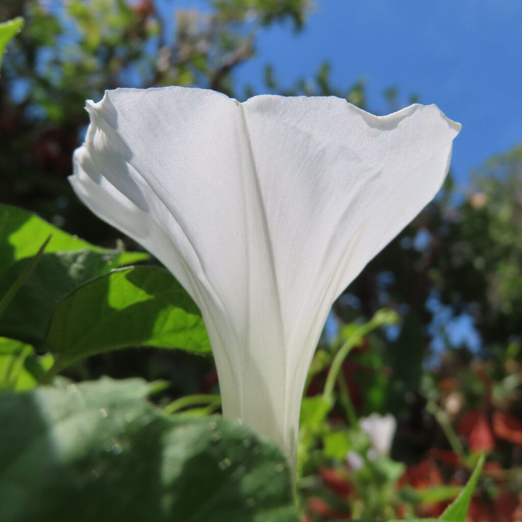 青空を背景に白いアサガオの花が咲くアップ写真