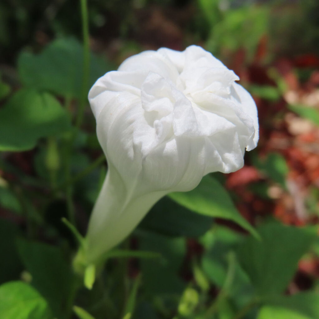 緑の葉に囲まれて白いアサガオのつぼみが開花前に丸く膨らんでいる写真