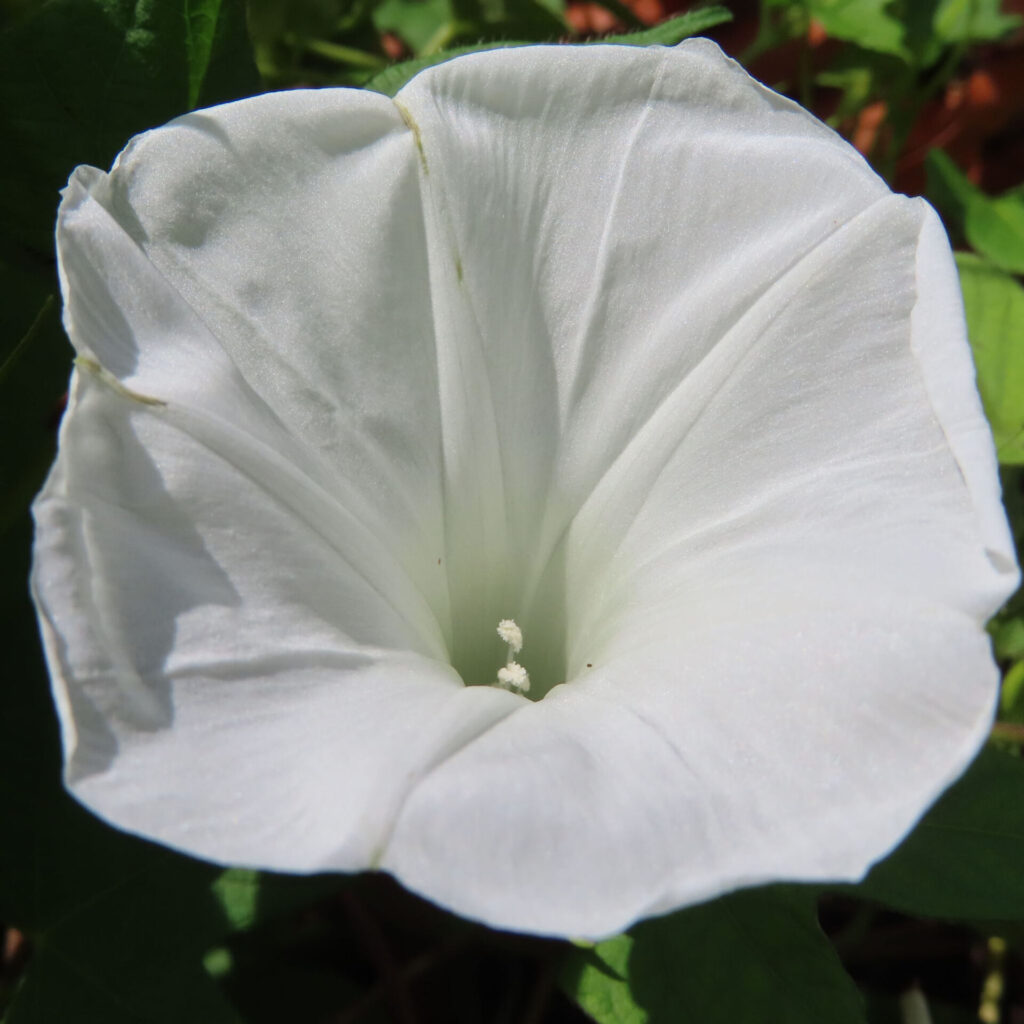 緑の葉に囲まれて白いアサガオの花が大きく開いて咲いている写真