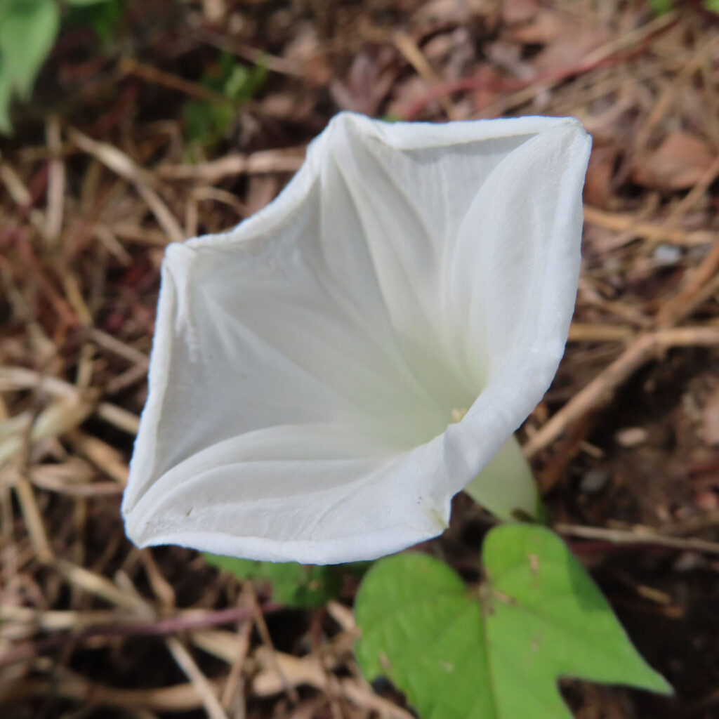 地面近くで白いアサガオの花が斜めに咲いているクローズアップ写真