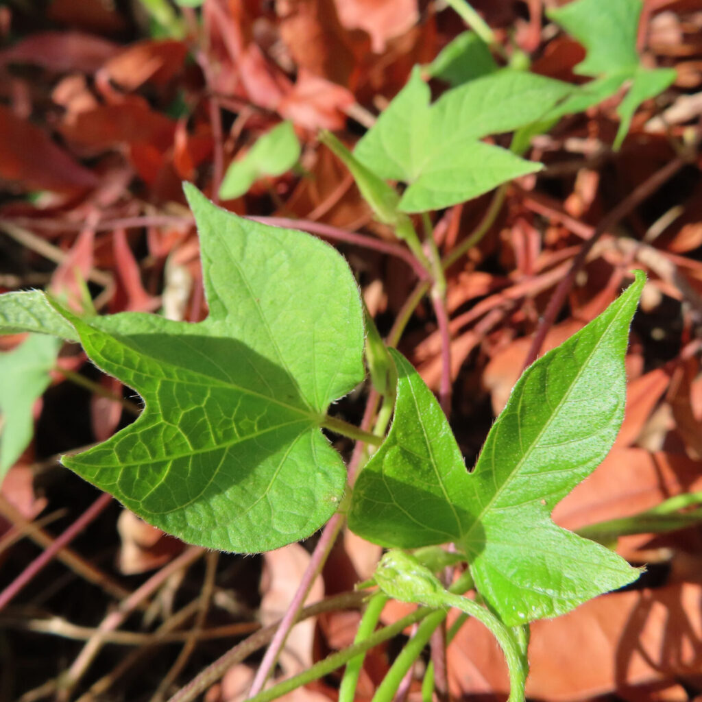 アサガオの若葉が鮮やかな緑色に輝くアップ写真｜秋の落ち葉を背景にした朝顔の葉