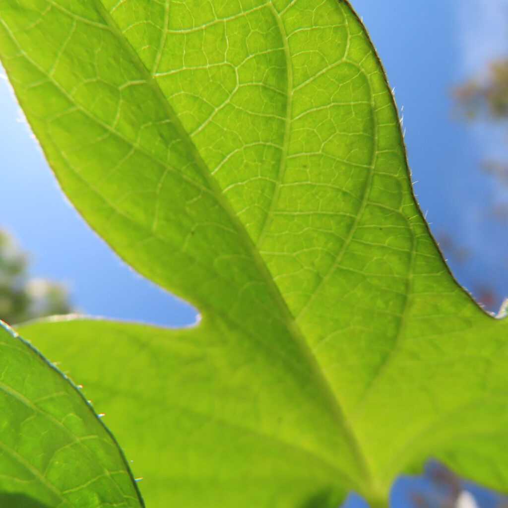 青空を背景に光を透かしたアサガオの若葉のクローズアップ写真｜葉脈の細部まで見える朝顔の葉