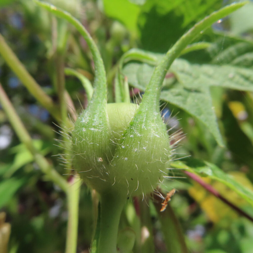 アサガオの実のクローズアップ写真｜毛に覆われた丸い果実と緑の萼片が伸びる姿