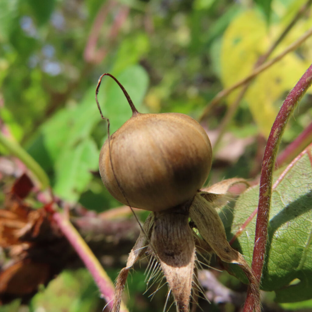 アサガオの熟した実のクローズアップ写真｜茶色く丸い果実と枯れた萼片が特徴的な朝顔の種子