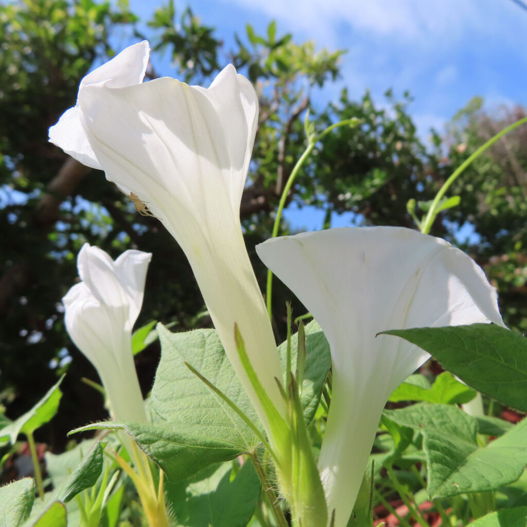 青空を背景に咲く白いアサガオの花の写真｜下から見上げた朝顔のトランペット状の花姿