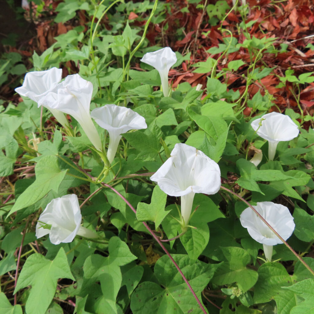緑の葉の間に咲く白いアサガオの群生写真｜秋の落ち葉を背景にした朝顔の花々