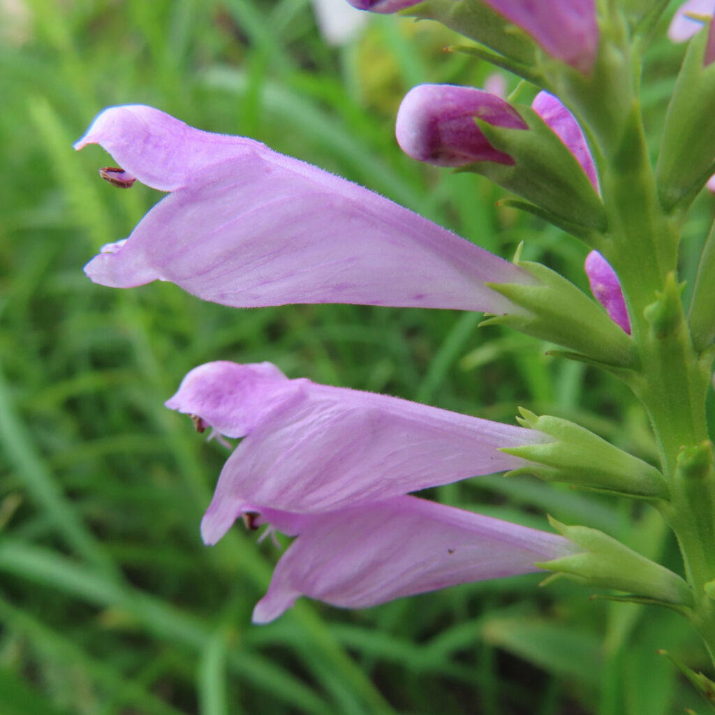 ハナトラノオの紫色の花を接写した写真 クローズアップ