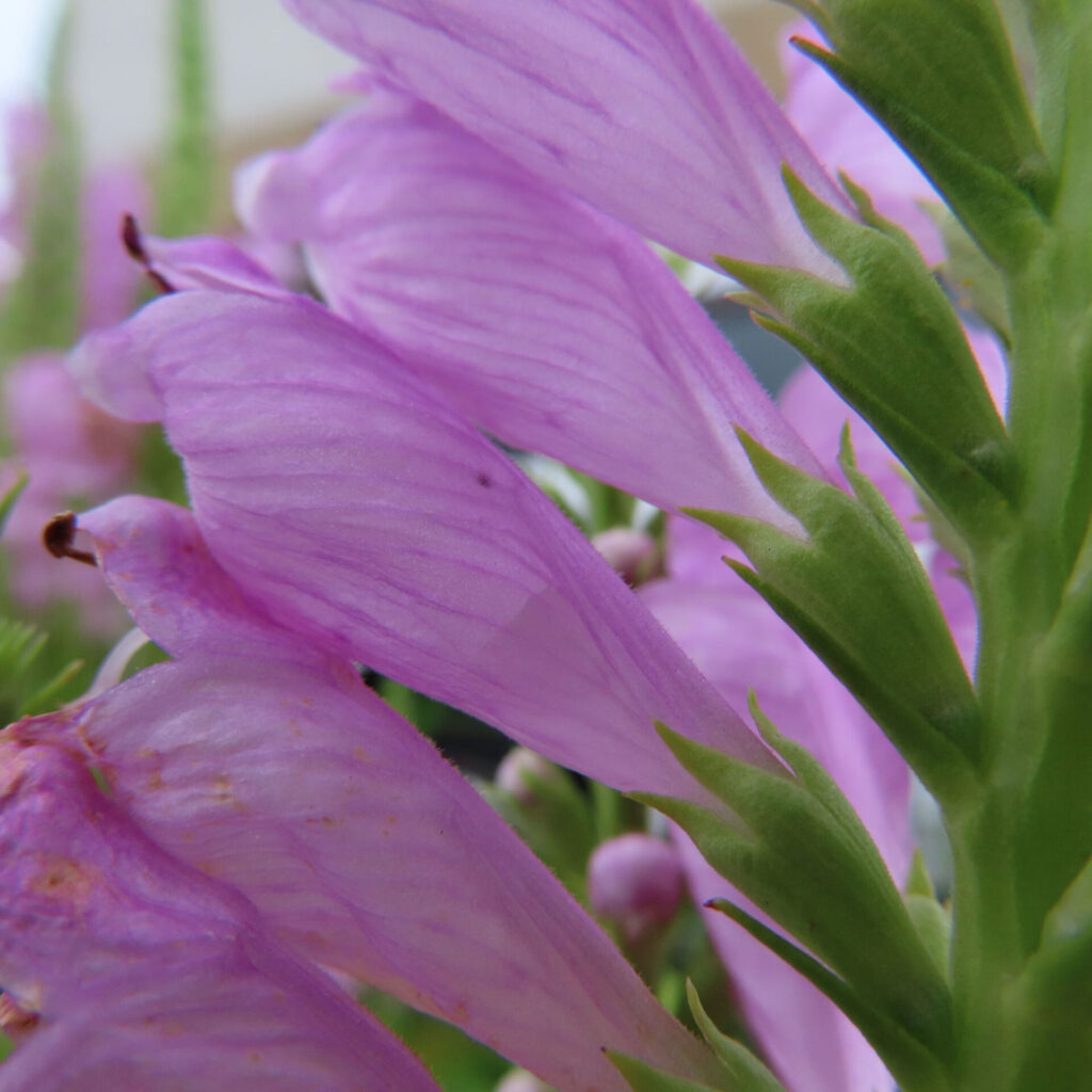 ハナトラノオの紫色の花びらを間近で撮影した接写写真