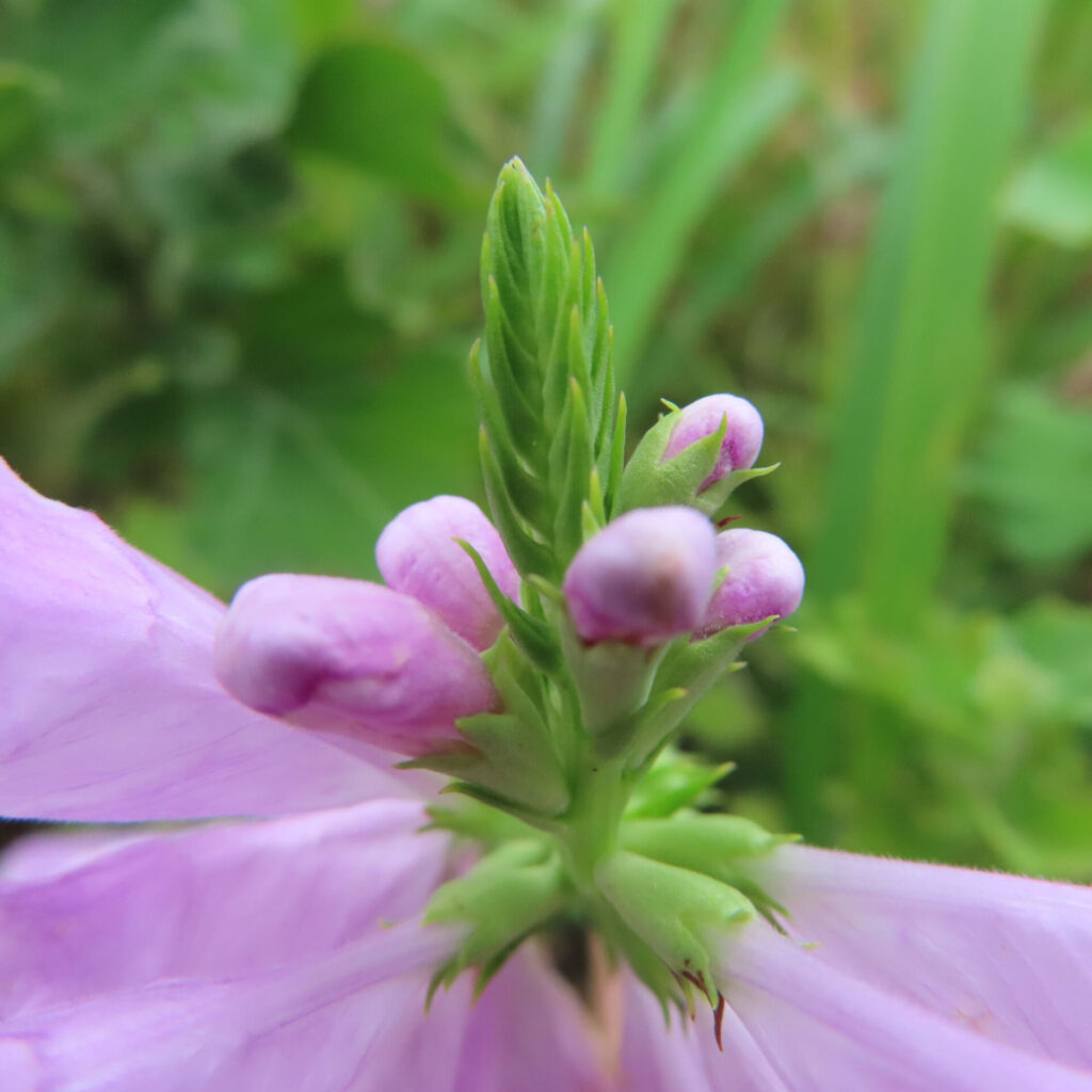 ハナトラノオのつぼみと淡い紫色の花を接写した写真