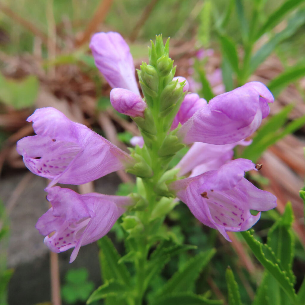 ハナトラノオの紫色の花が放射状に咲く姿を接写した写真