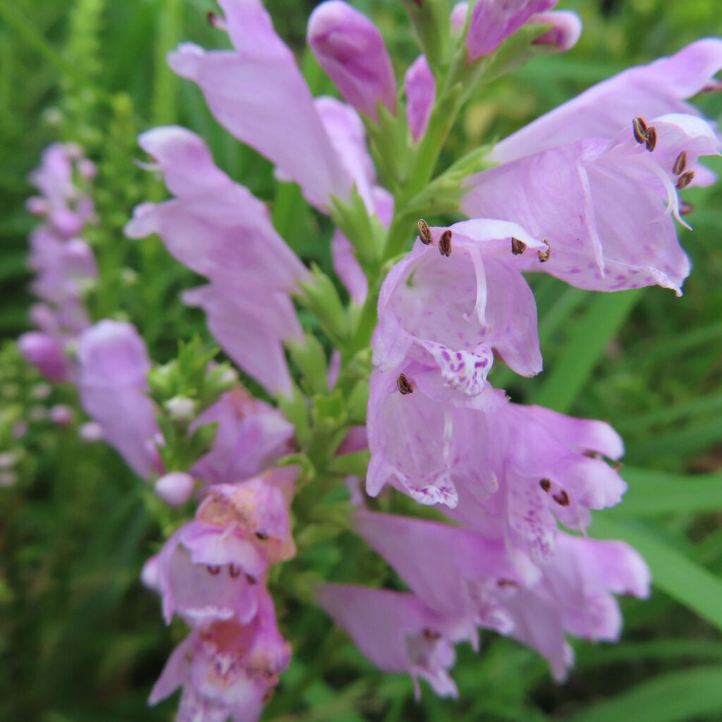 ハナトラノオの薄紫色の花穂をクローズアップで撮影した写真