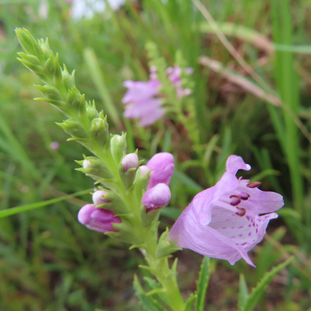 草地に咲くハナトラノオの紫色の花とつぼみを接写した写真