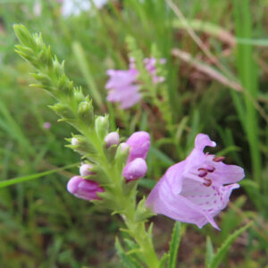 草地に咲くハナトラノオの紫色の花とつぼみを接写した写真