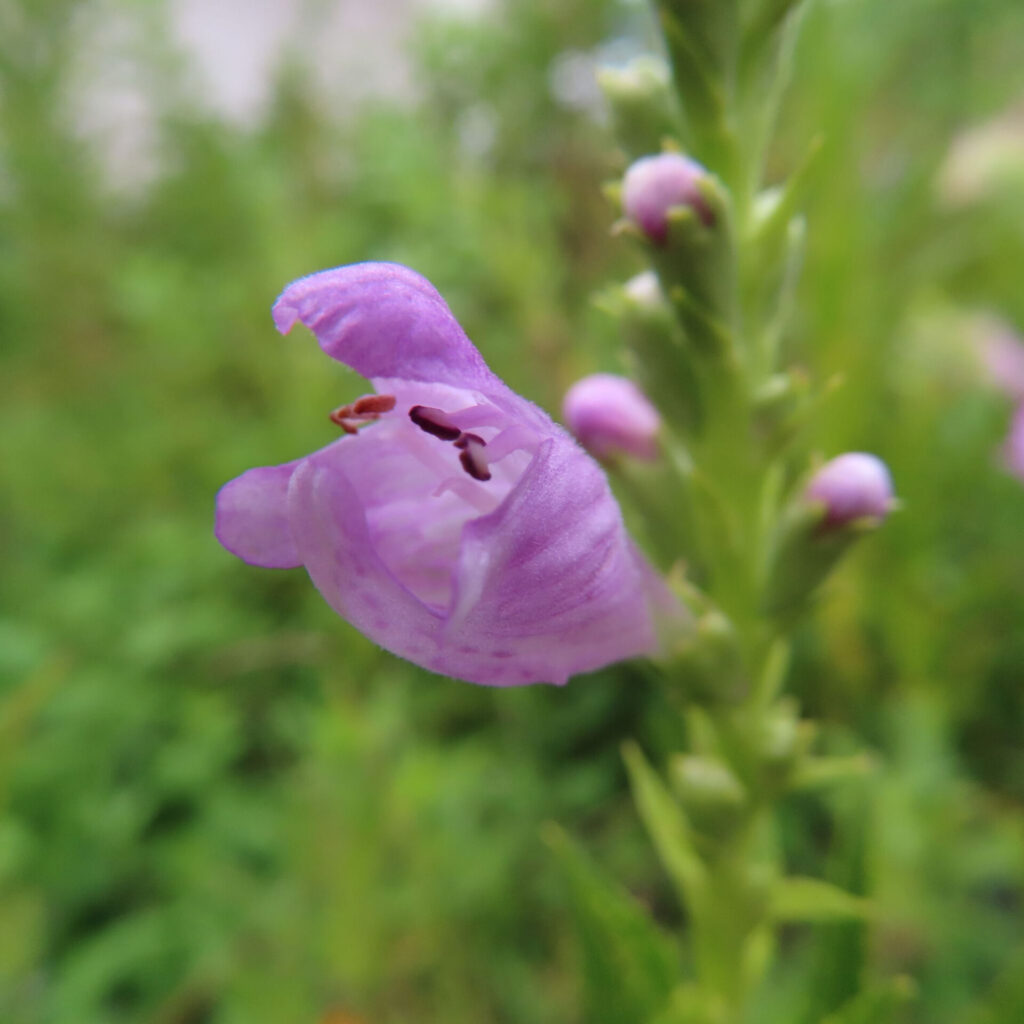 ハナトラノオの一輪の紫色の花を接写した写真 背景は緑の草