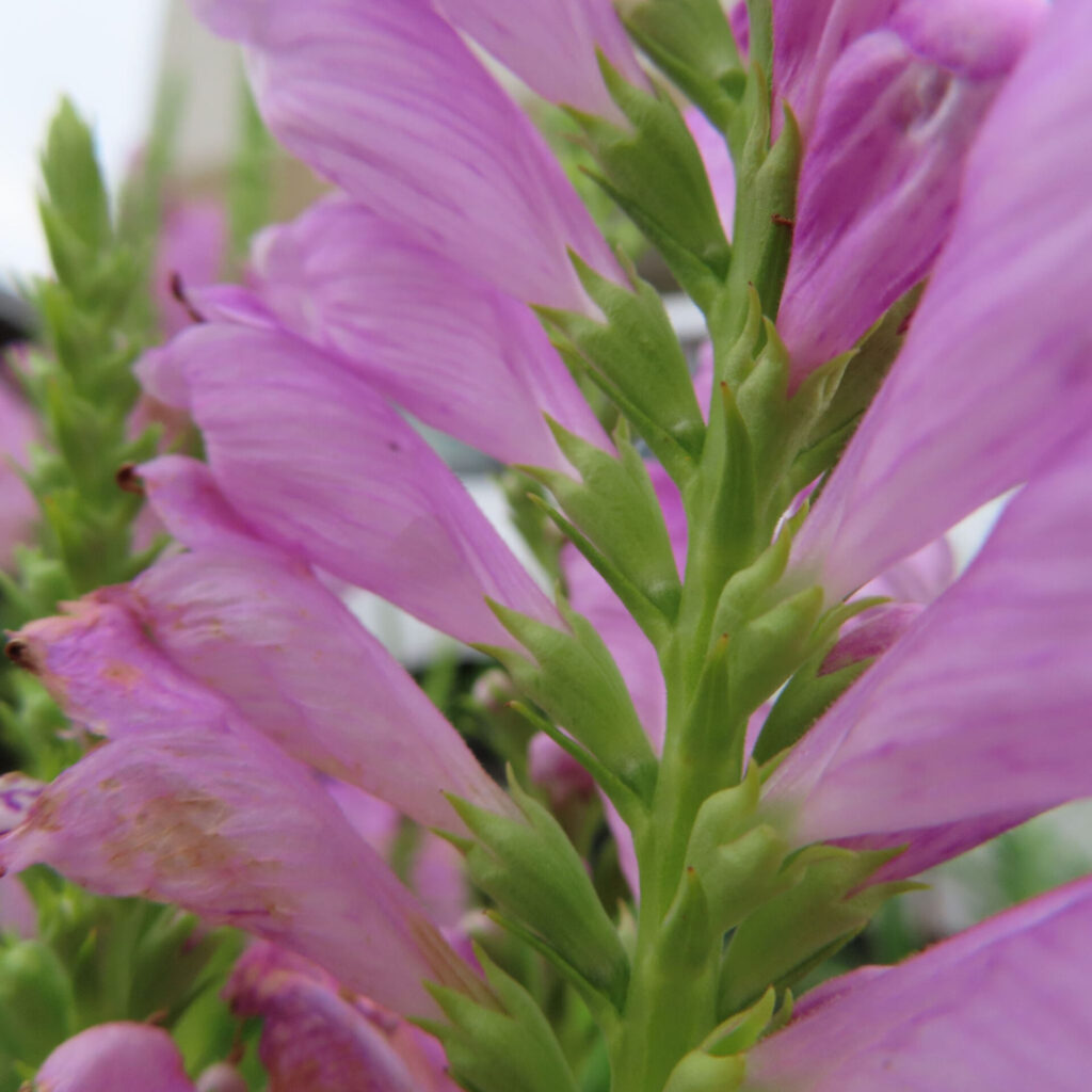 ハナトラノオの花を接写した写真、淡いピンク色の花びらが茎に沿って並ぶ姿