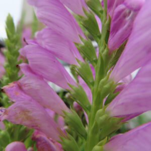 ハナトラノオの花を接写した写真、淡いピンク色の花びらが茎に沿って並ぶ姿