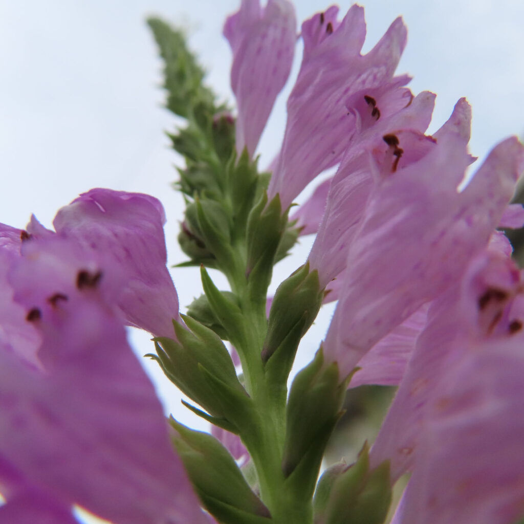 青空を背景にハナトラノオの花を見上げるように撮影した接写写真、鮮やかなピンク色の花と緑の茎が印象的