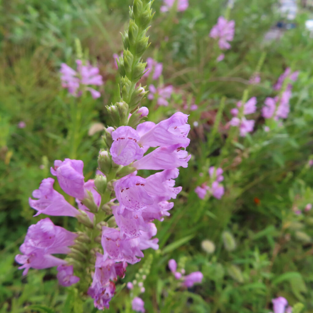 野草地に咲くハナトラノオの群生、ピンク色の花穂が縦に並ぶ夏の風景写真