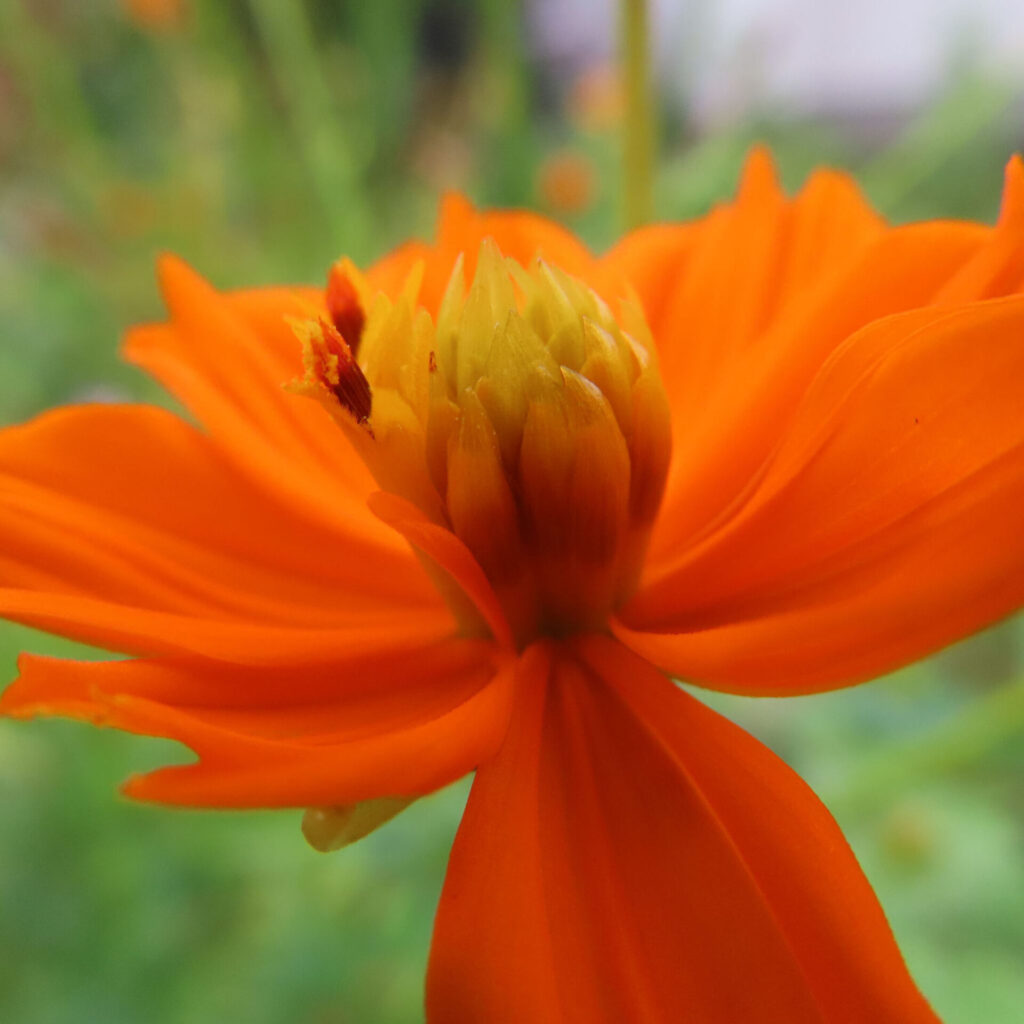オレンジ色のキバナコスモスの花を接写した写真、中央に黄色い蕾が残る姿
