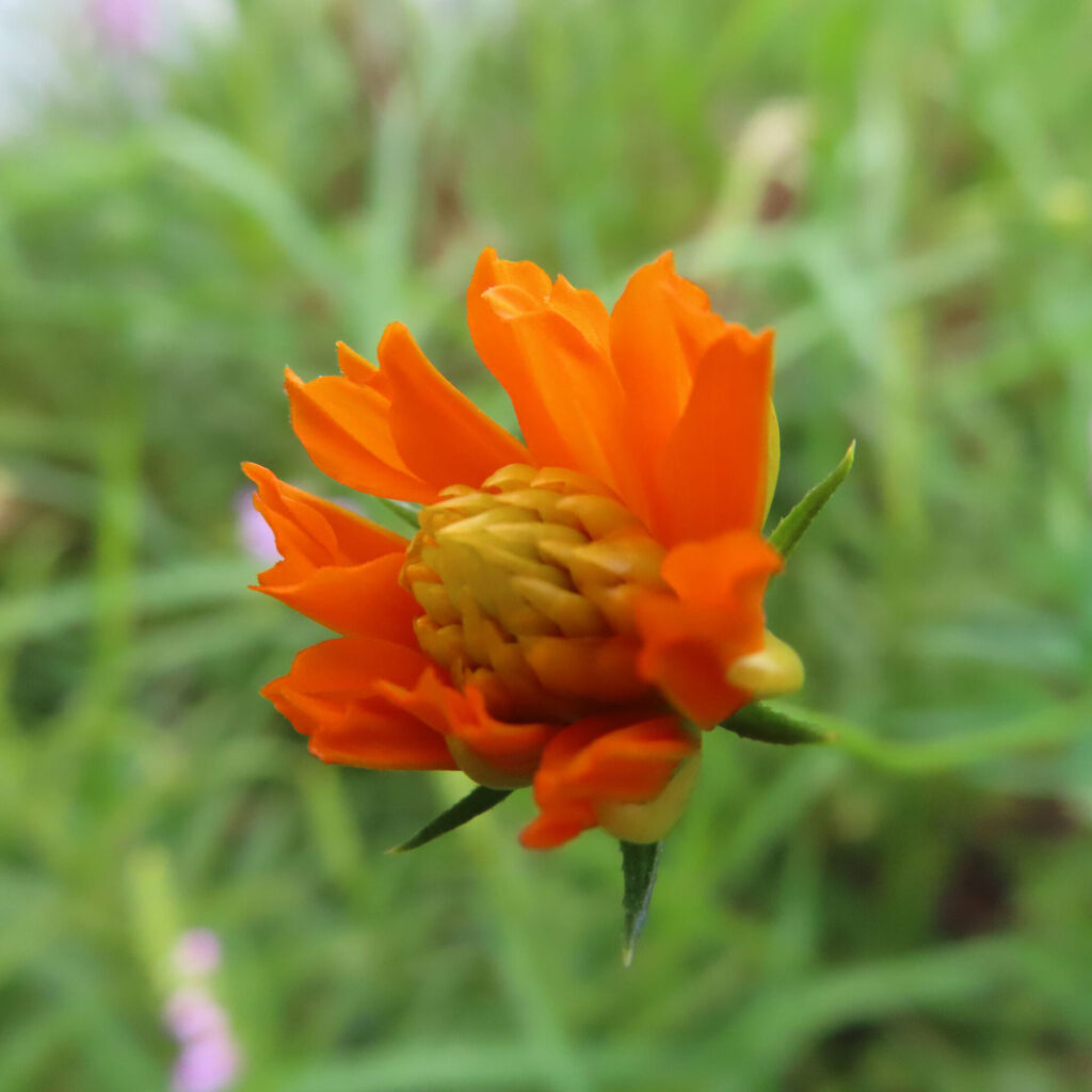 オレンジ色のキバナコスモスのつぼみが開きかけた様子を接写した写真