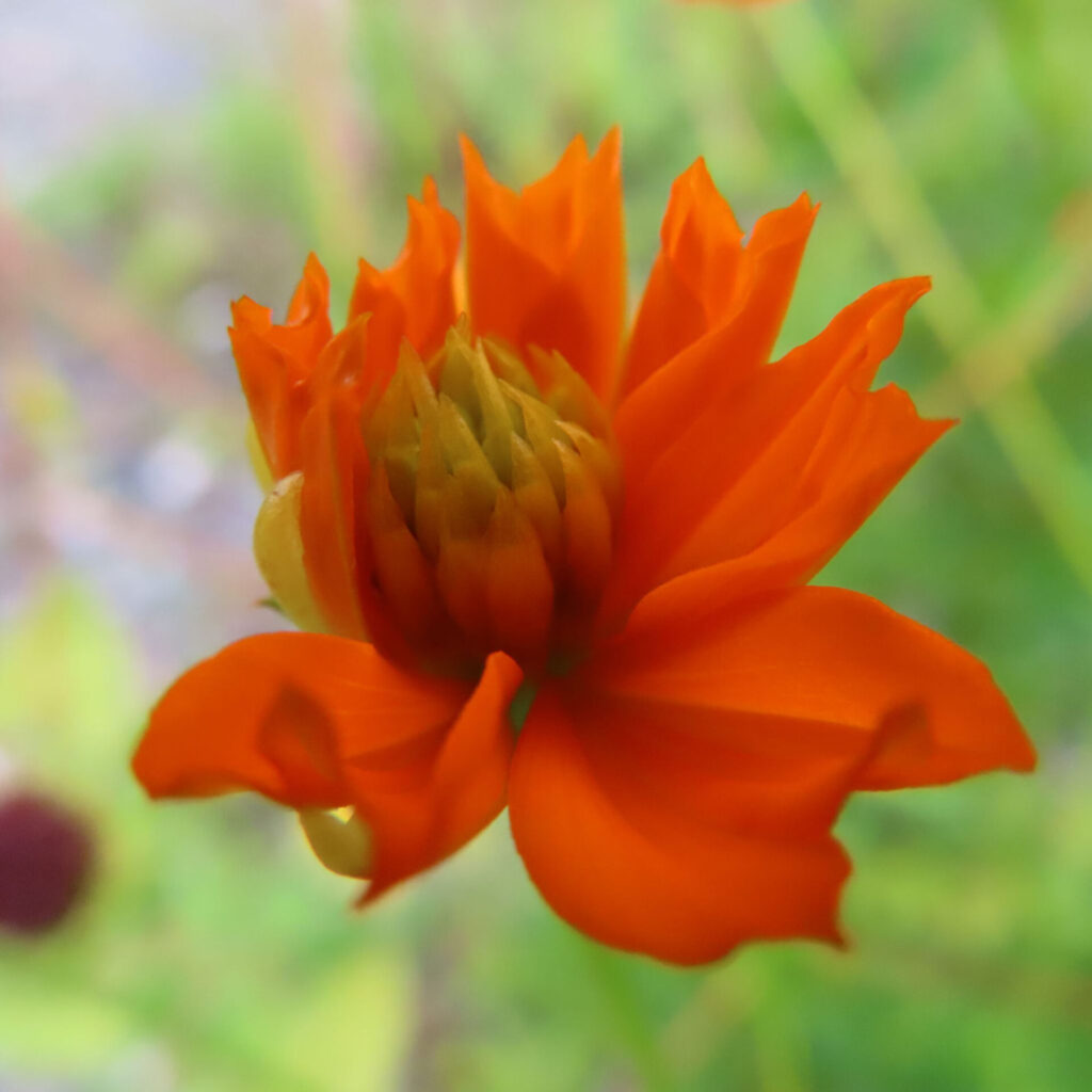 オレンジ色のキバナコスモスのつぼみが開きかけた瞬間を接写した写真