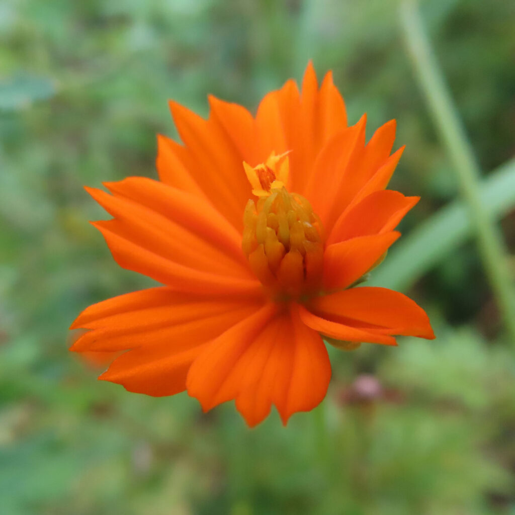 オレンジ色のキバナコスモスの花が咲き始めた様子を接写した写真