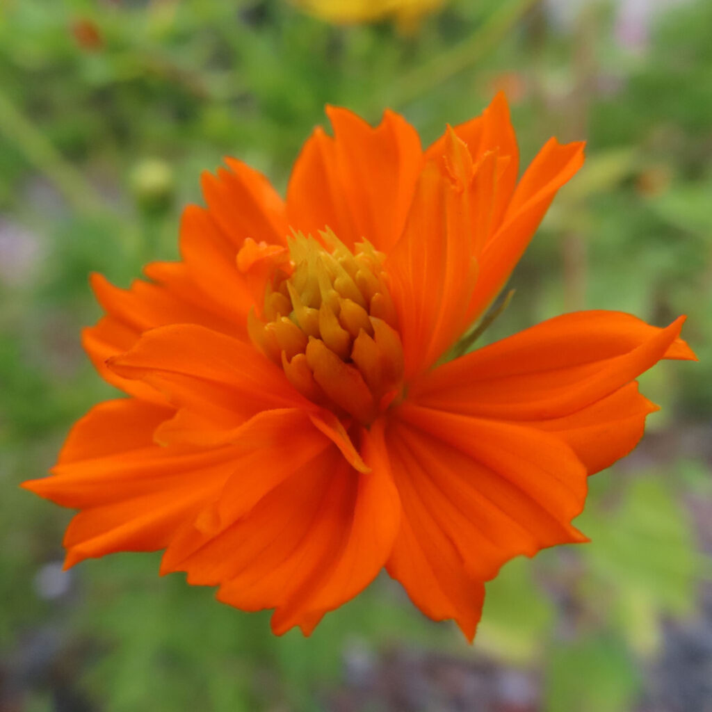 鮮やかなオレンジ色のキバナコスモスが咲く様子を接写した写真