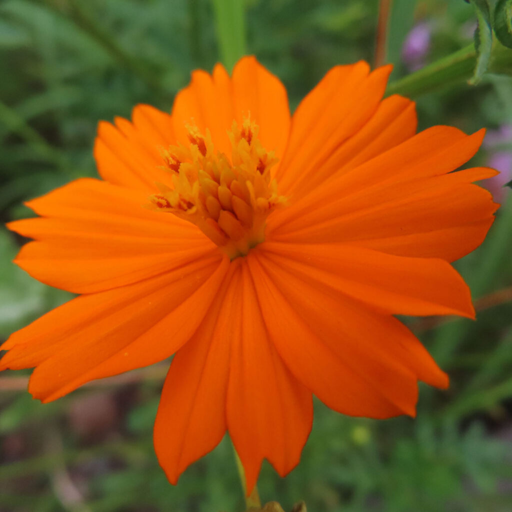 オレンジ色のキバナコスモスが満開に咲く様子を接写した写真