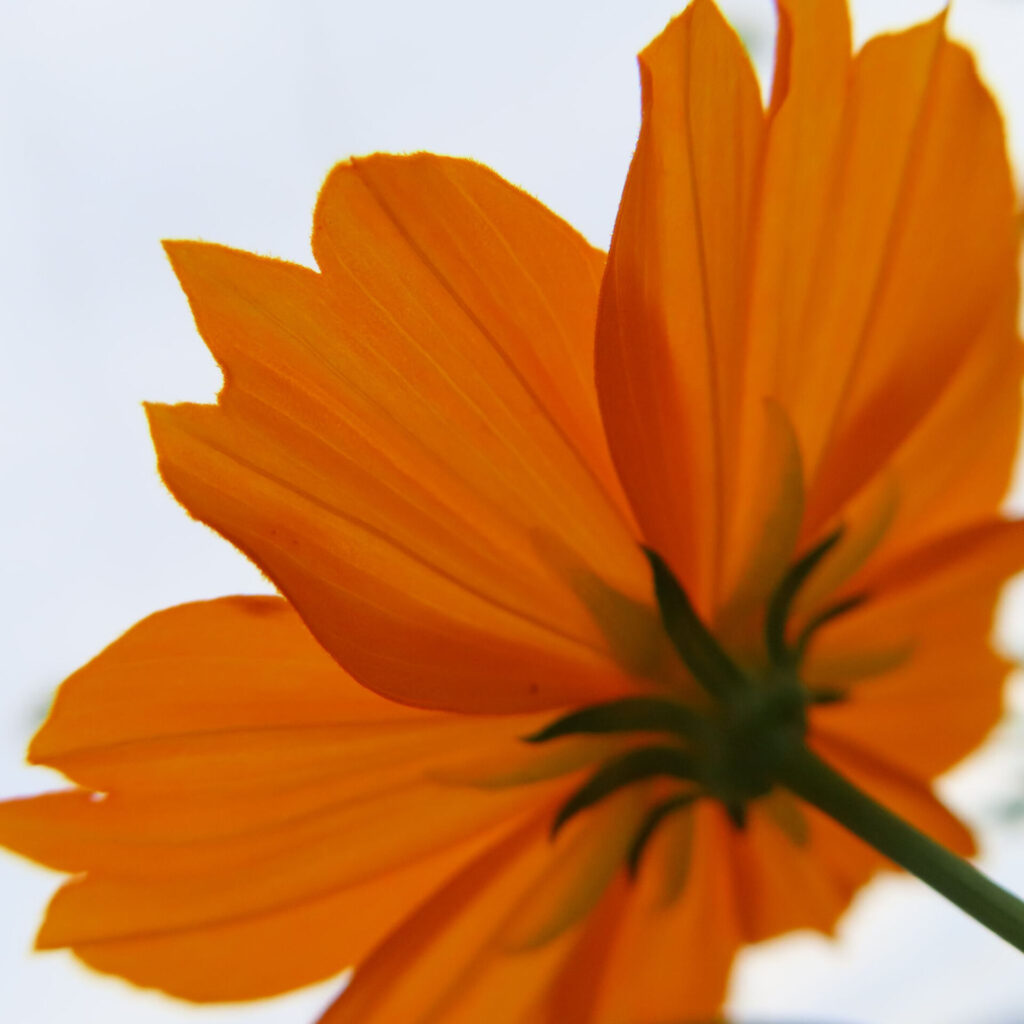 逆光で下から見上げたオレンジ色のキバナコスモスの花の写真