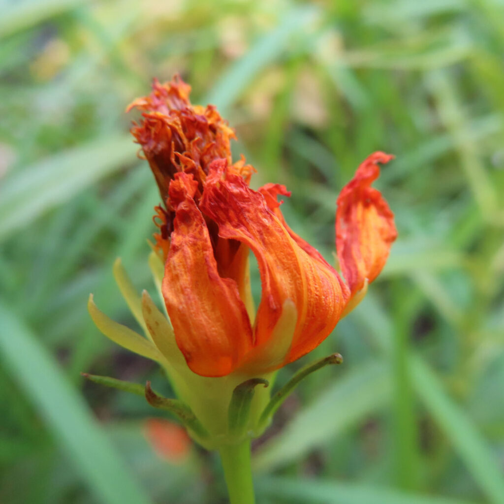 枯れ始めたオレンジ色のキバナコスモスの花を接写した写真