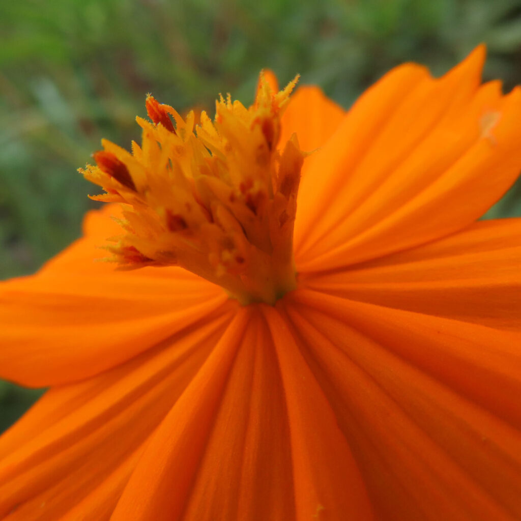 キバナコスモスの花の中心を強調した鮮やかなオレンジ色の接写写真