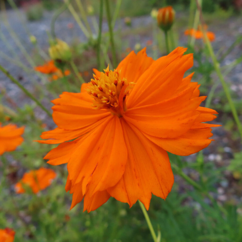 野原に咲くオレンジ色のキバナコスモスを接写した写真