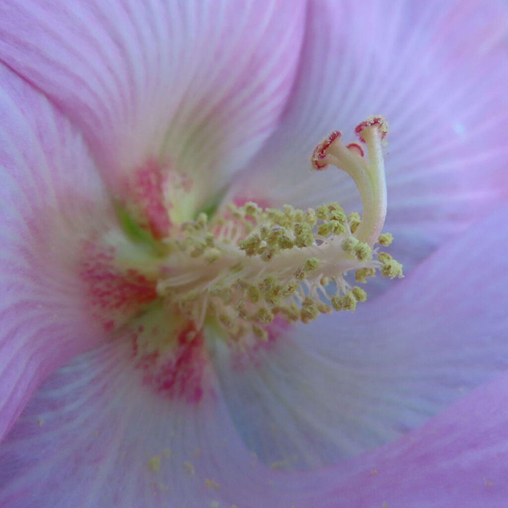 フヨウの無料（フリー）写真