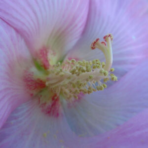 淡いピンク色のフヨウの花をマクロ撮影した写真で、花芯の雄しべと雌しべを中心に、花びらの柔らかなグラデーションと繊細な質感が伝わるクローズアップ構図