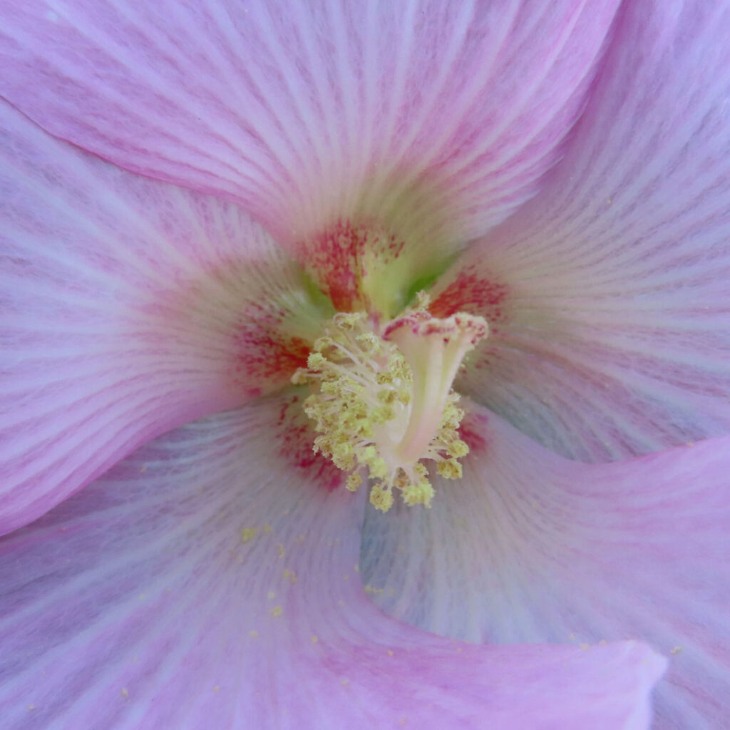 フヨウの無料（フリー）写真