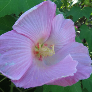 淡いピンク色のフヨウの花を斜め上から撮影した写真で、花芯を中心に大きく開いた花びらが重なり合い、放射状の葉脈や中心部の赤い斑点、背景の緑の葉まで自然光で写し取った構図