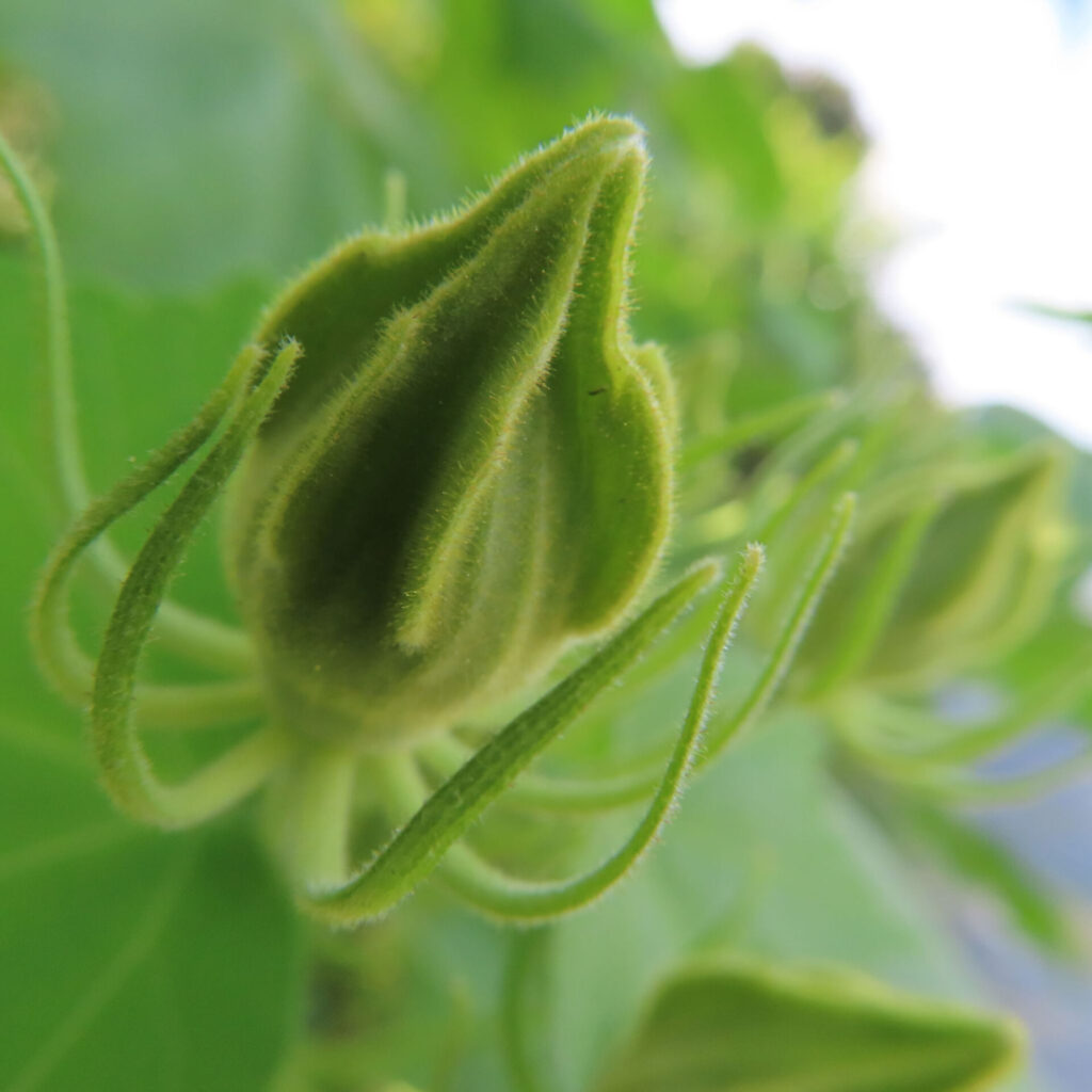 フヨウの無料（フリー）写真