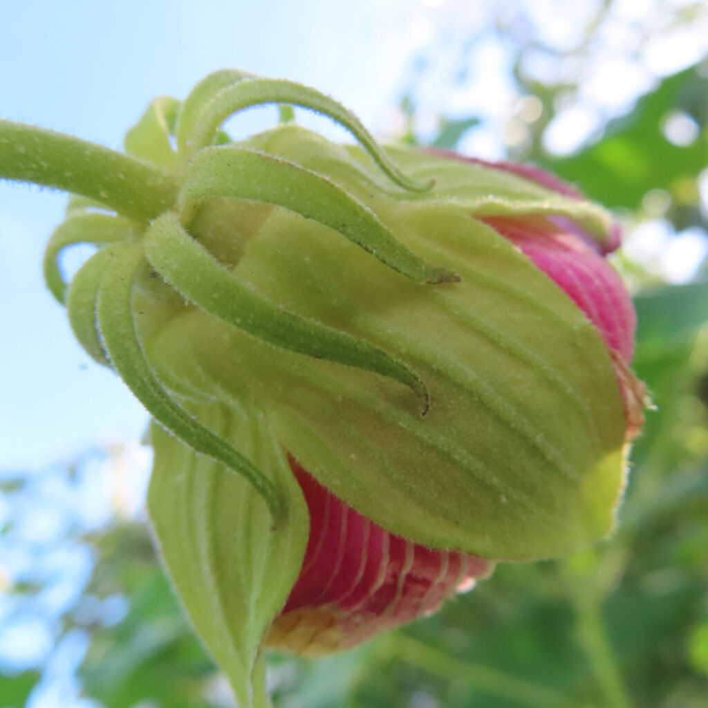 フヨウの無料（フリー）写真